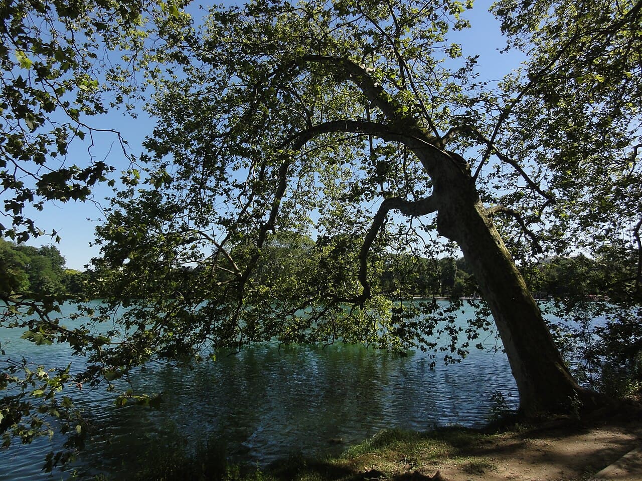 Le lac du parc de la Tête d'Or, dans le 6e arrondissement de Lyon