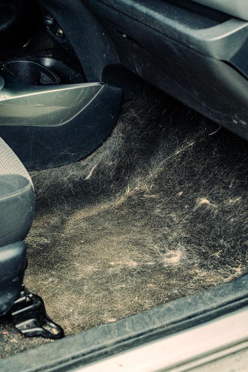 Plancher envahi de poils incrustés au seuil de porte, avant traitement